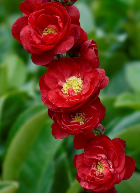 © Hortival Diffusion - Tous droits réservés