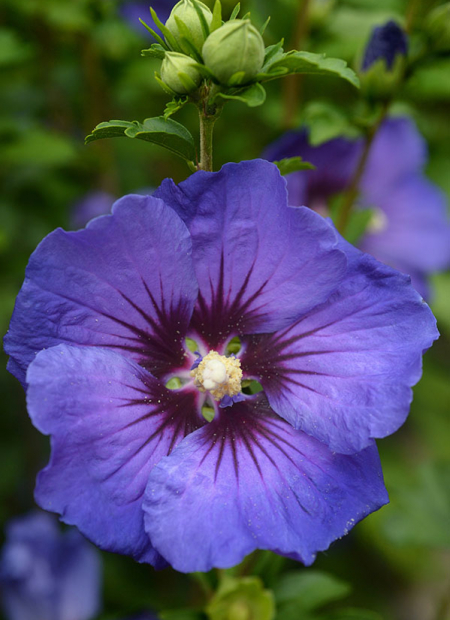 © Hortival Diffusion - Tous droits réservés