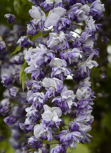 © Hortival Diffusion - Tous droits réservés