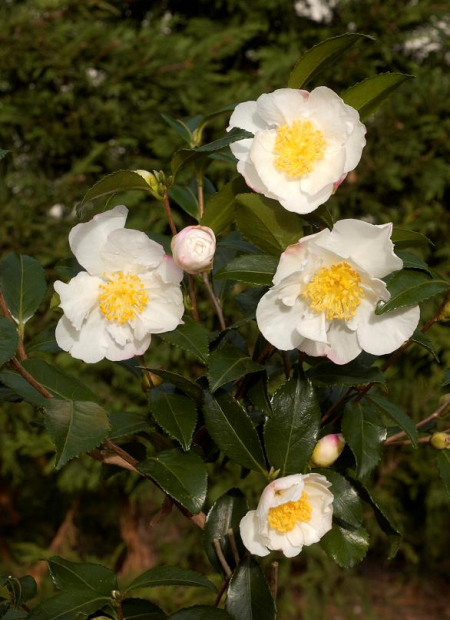 © Hortival Diffusion - Tous droits réservés