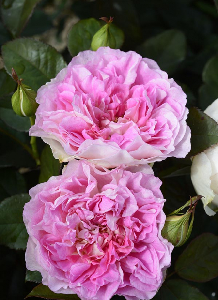 © Hortival Diffusion - Tous droits réservés