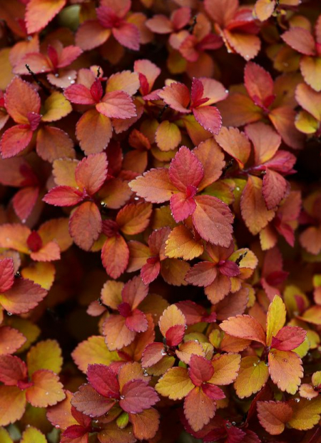 © Hortival Diffusion - Tous droits réservés