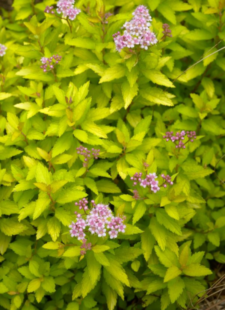 © Hortival Diffusion - Tous droits réservés