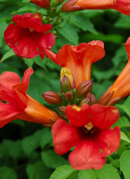 © Hortival Diffusion - Tous droits réservés
