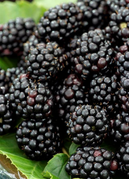 © MAP/Mise au Point - Tous droits réservés