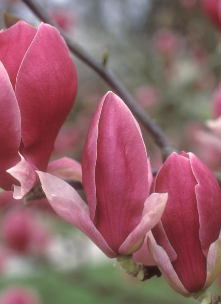 © Hortival Diffusion - Tous droits réservés