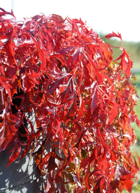 © Hortival Diffusion - Tous droits réservés