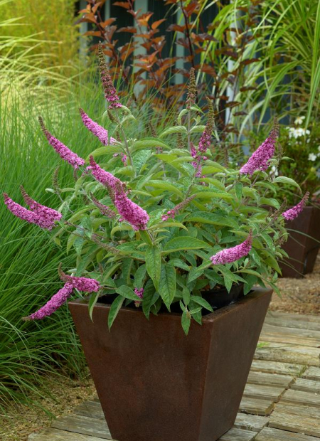 © Hortival Diffusion - Tous droits réservés