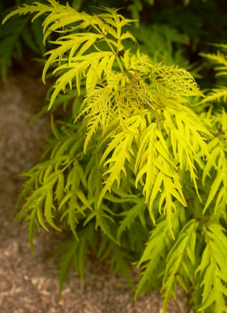 © Hortival Diffusion - Tous droits réservés