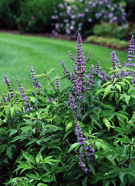 ©Spring Meadow Nursery (US)