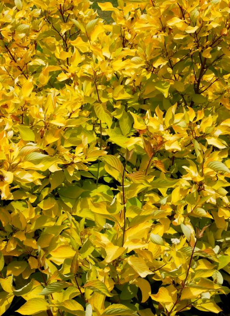 © Hortival Diffusion - Tous droits réservés