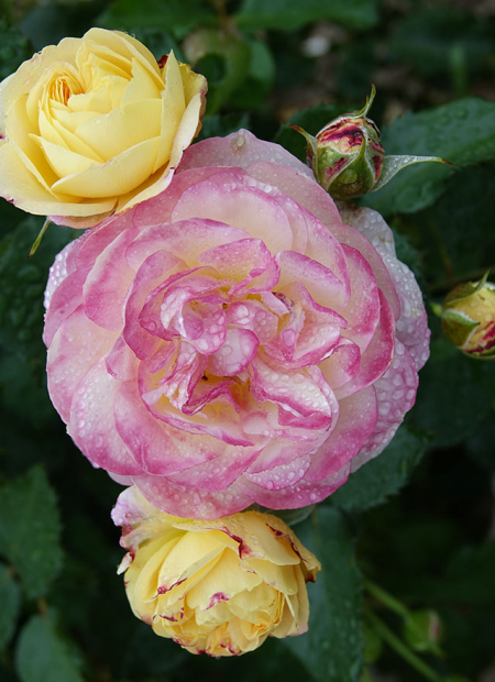 © Hortival Diffusion - Tous droits réservés