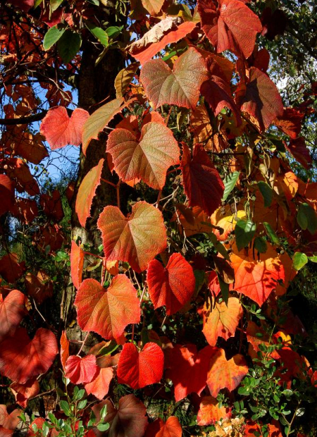 © Hortival Diffusion - Tous droits réservés