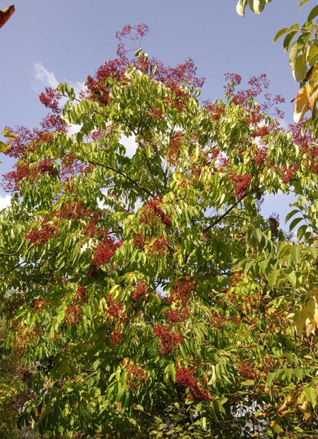 © Hortival Diffusion - Tous droits réservés