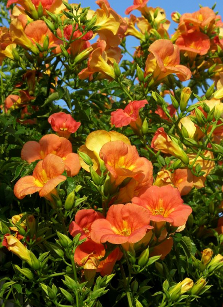 © Hortival Diffusion - Tous droits réservés