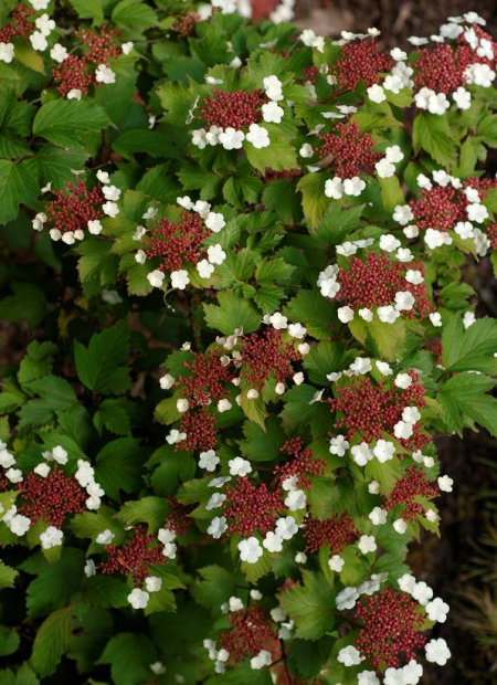 © Hortival Diffusion - Tous droits réservés
