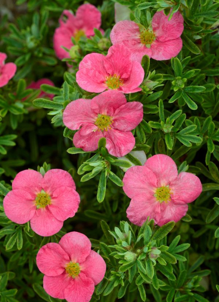 © Hortival Diffusion - Tous droits réservés