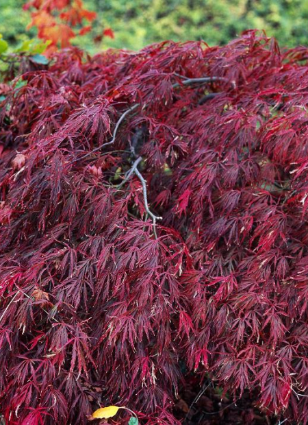 © Hortival Diffusion - Tous droits réservés
