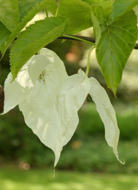 © Hortival Diffusion - Tous droits réservés