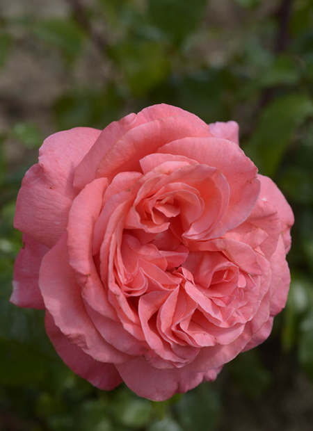 © Hortival Diffusion - Tous droits réservés