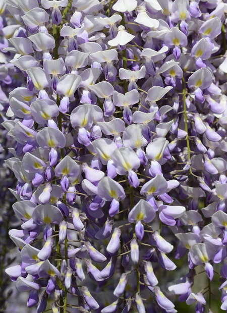 © Hortival Diffusion - Tous droits réservés