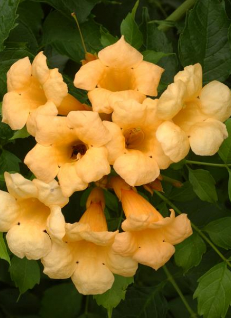 © Hortival Diffusion - Tous droits réservés