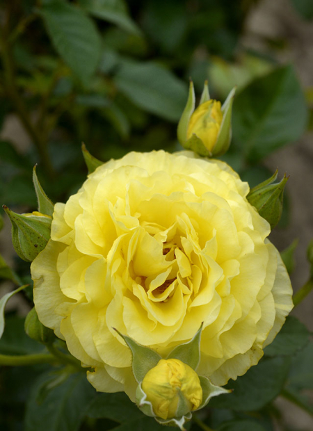 © Hortival Diffusion - Tous droits réservés