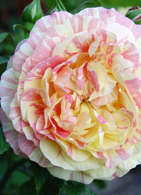 © Hortival Diffusion - Tous droits réservés