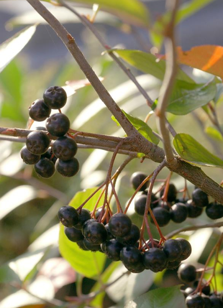 © Hortival Diffusion - Tous droits réservés