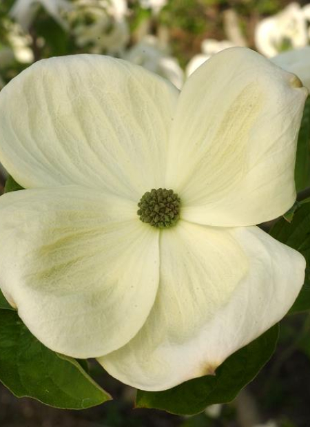 © Hortival Diffusion - Tous droits réservés