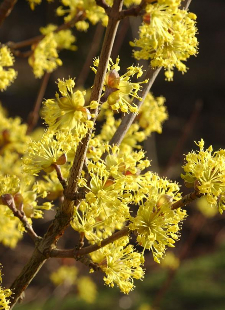 © Hortival Diffusion - Tous droits réservés