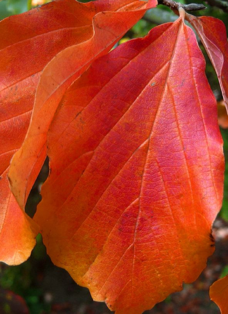 © Hortival Diffusion - Tous droits réservés