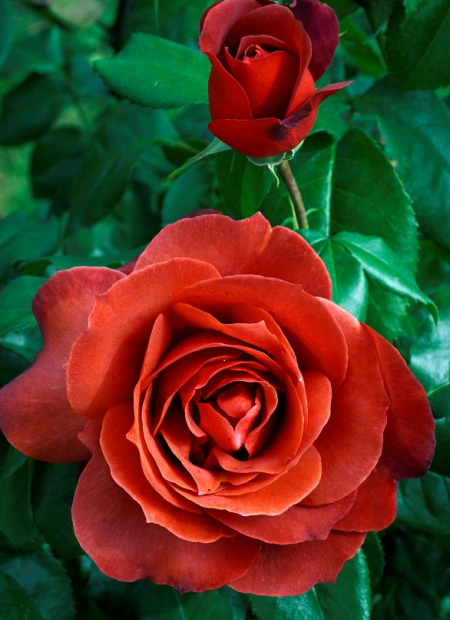 © Hortival Diffusion - Tous droits réservés