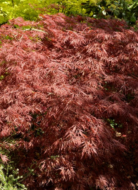 © Hortival Diffusion - Tous droits réservés