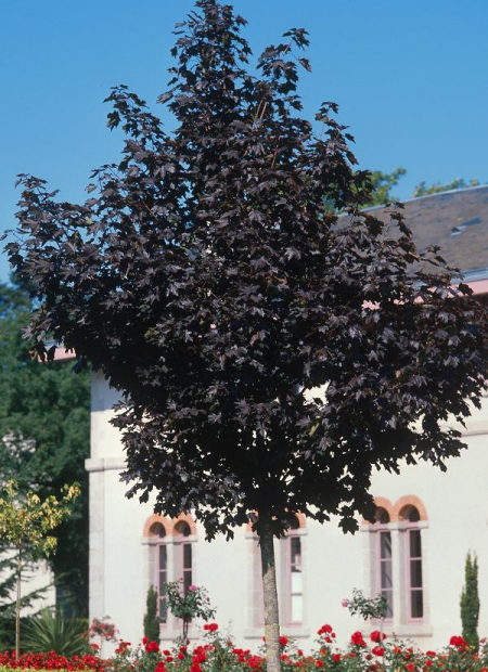 © Hortival Diffusion - Tous droits réservés