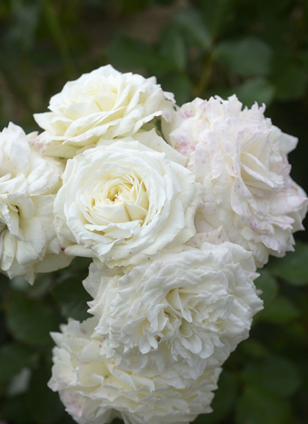 © Hortival Diffusion - Tous droits réservés