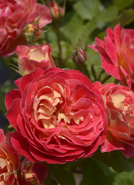 © Hortival Diffusion - Tous droits réservés