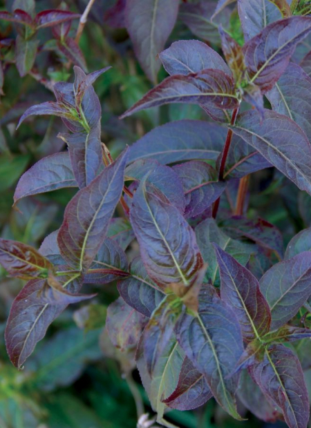 ©Spring Meadow Nursery (US)