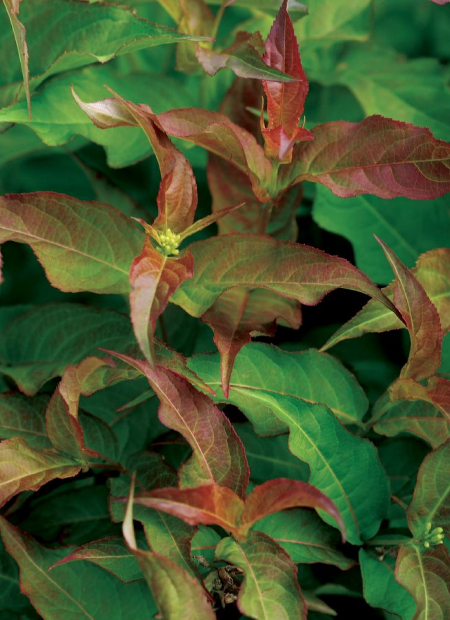 ©Spring Meadow Nursery (US)