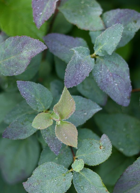 © Hortival Diffusion - Tous droits réservés