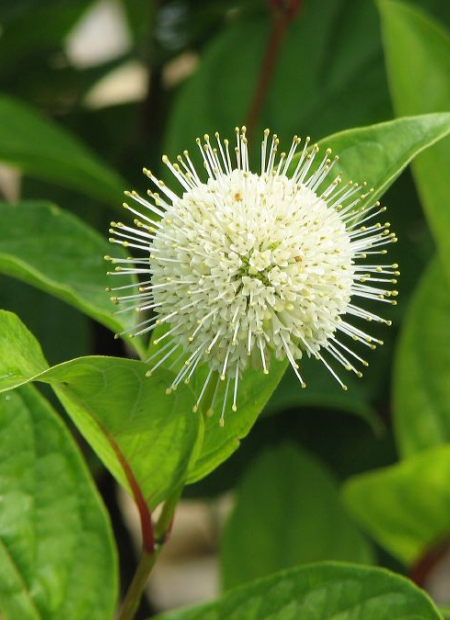 ©Bailey Nurseries (US)