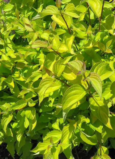 ©Bailey Nurseries (US)