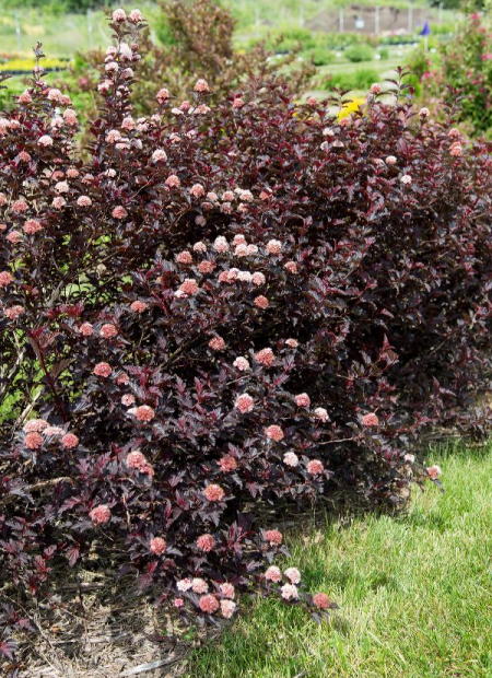 ©Bailey Nurseries (US)