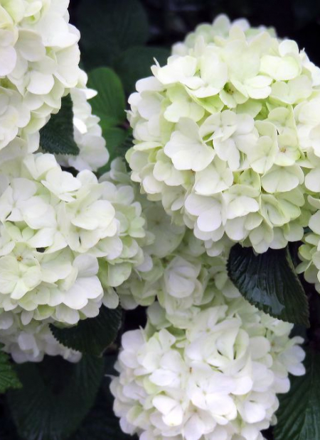 ©Bailey Nurseries (US)