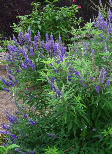 ©Bailey Nurseries (US)