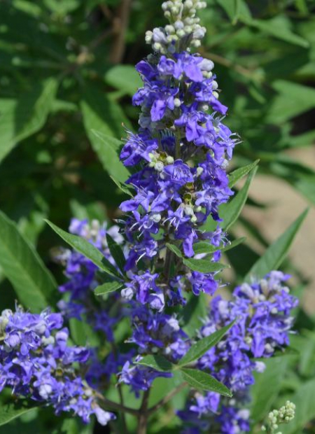 ©Bailey Nurseries (US)