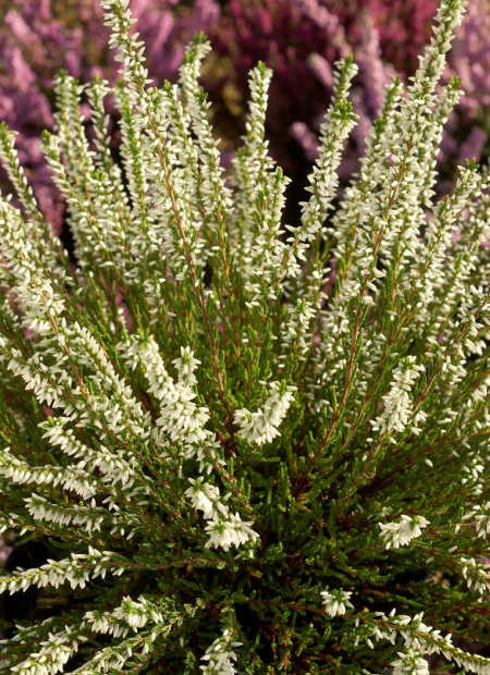 © Hortival Diffusion - Tous droits réservés