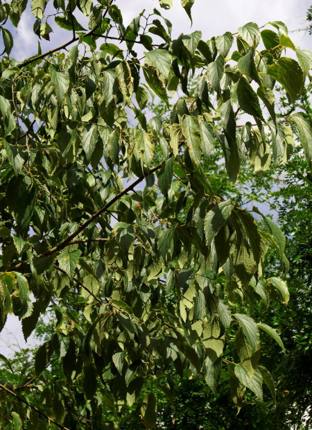 © Hortival Diffusion - Tous droits réservés