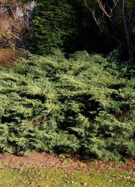 © Hortival Diffusion - Tous droits réservés