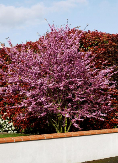 © Hortival Diffusion - Tous droits réservés